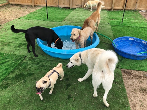 Tips for Choosing the Best Dog Boarding Facility