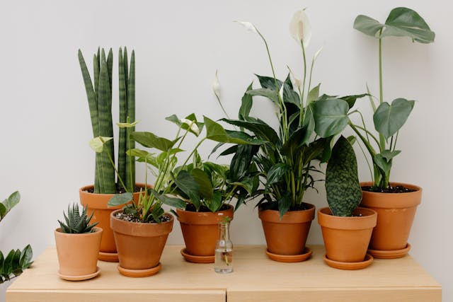 Air-Purifying Plants: 5 Green Companions That Improve Indoor Air Quality