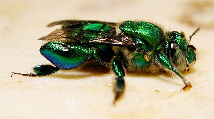 Climate change triggering global collapse in insect numbers: stressed farmland shows 63% decline – new research