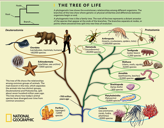 Drawing helps us understand: the benefits of studying by making infographics