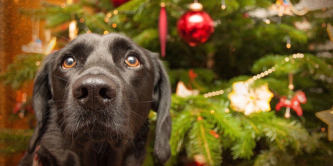 Holiday foods can be toxic to pets – a veterinarian explains which, and what to do if Rover or Kitty eats them