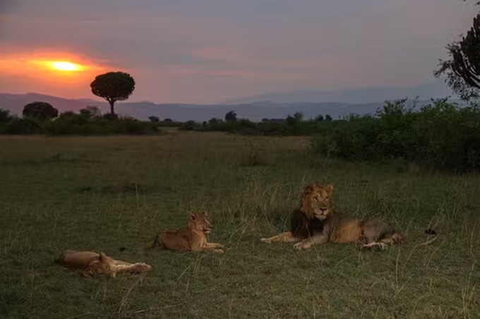 The fast, furious, and brutally short life of an African male lion