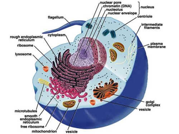 How to cope with a Biology homework & when to ask pros to help you?