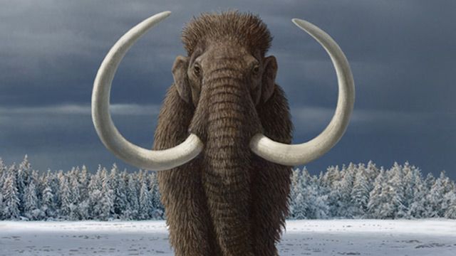 Woolly Mammoth facts: All the details on the species colossal biosciences scientists plan to bing back