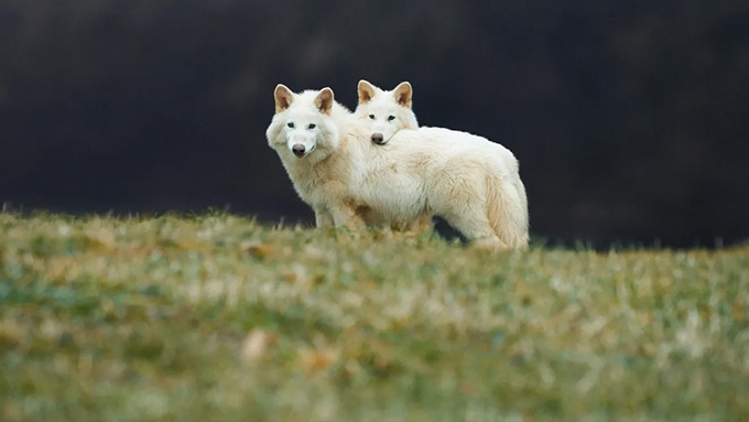 The giant wolf and the problem of de-extinction