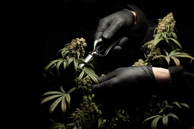 Understanding Marijuana clones: A comprehensive guide for growers