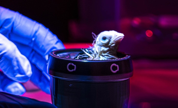 De‑extinction company says it’s made an artificial egg – if true, it could help save living species
