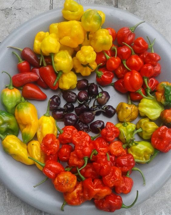 Green Ringer Peppers Are truly Really great For Men's Wellbeing