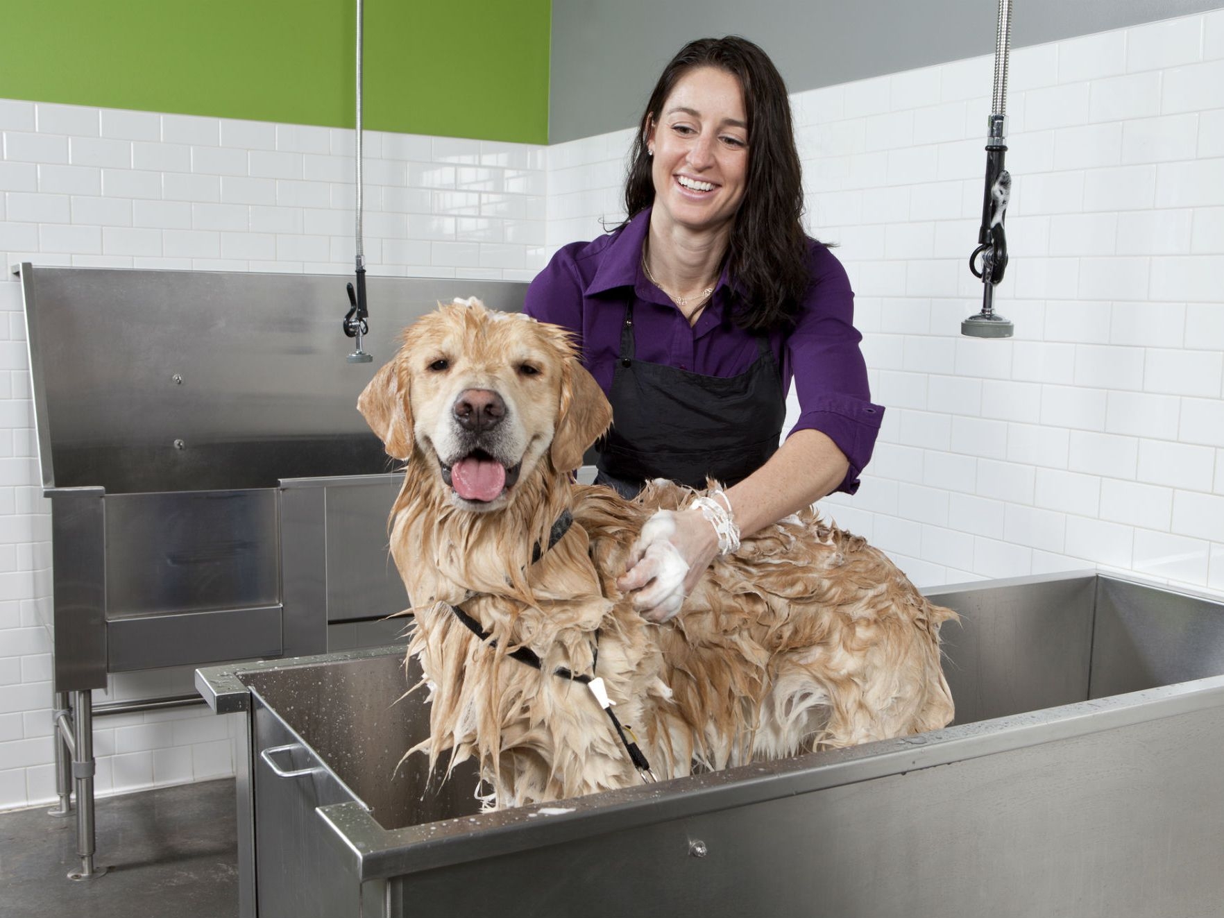 The Advantages of Mobile Pet Grooming