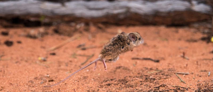‘Impressive rafting skills’: the 8-million-year old origin story of how rodents colonised Australia