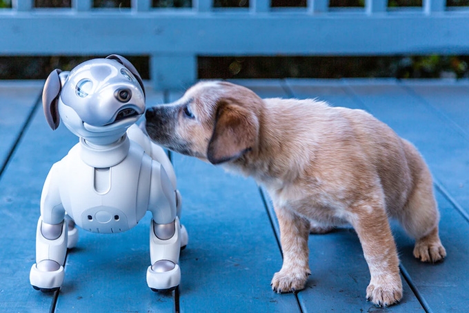 Is it OK to kick a robot dog?