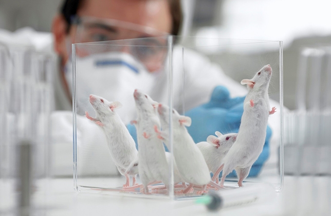 Science experiments traditionally only used male mice – here’s why that’s a problem for women’s health