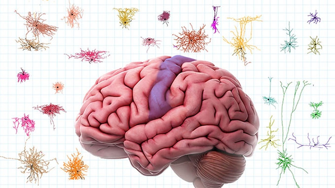 A monumental advance: the first atlas of human brain cells