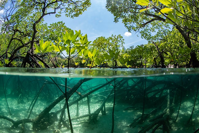 Blue carbon offsetting: The new gold of climate mitigation or a passing fad?
